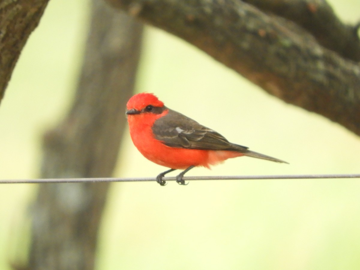 Красный мухолов - ML646737900