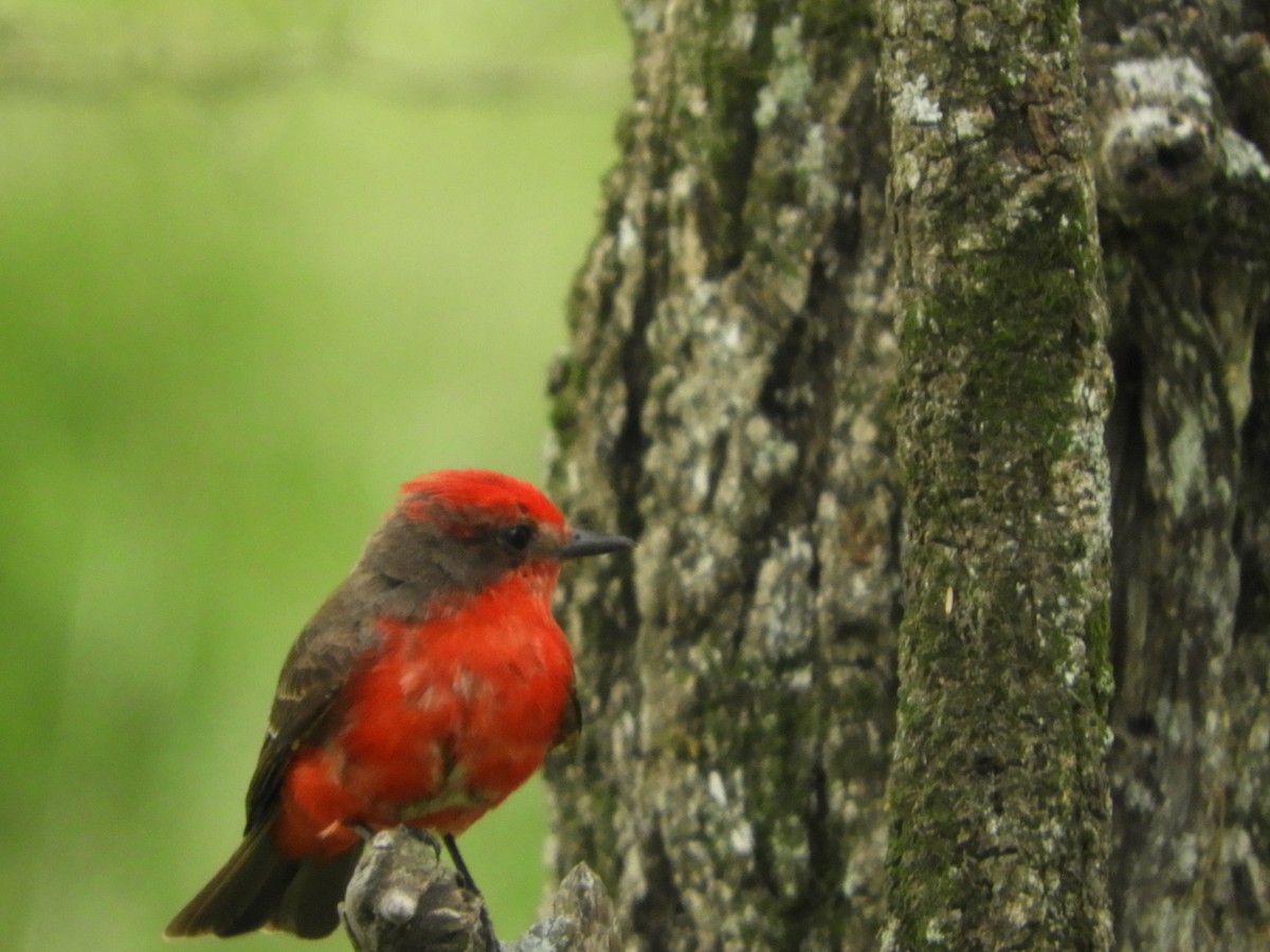 Красный мухолов - ML646737901