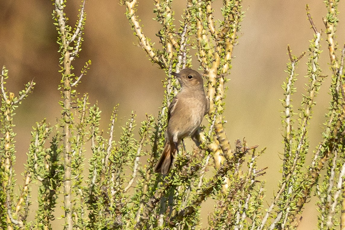 Рыжегузая чернохвостка - ML646737902