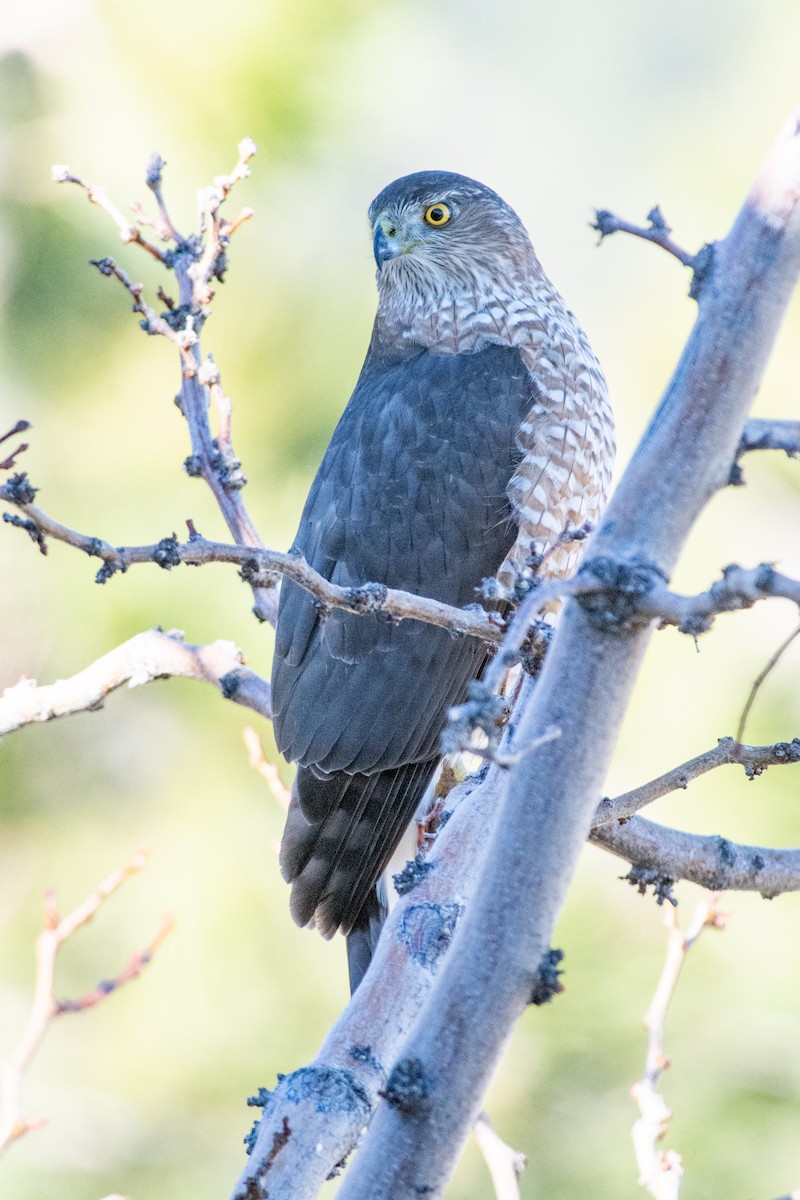 Cooper's Hawk - ML646737903