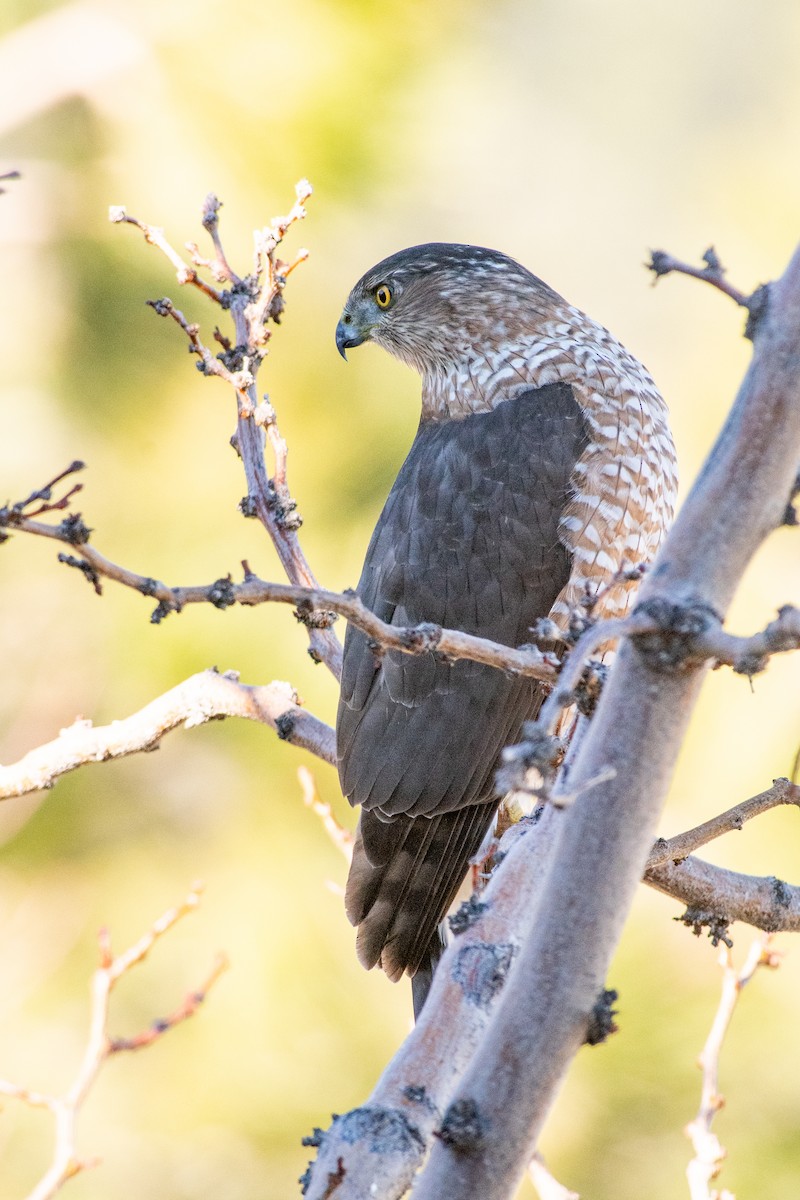 Cooper's Hawk - ML646737904