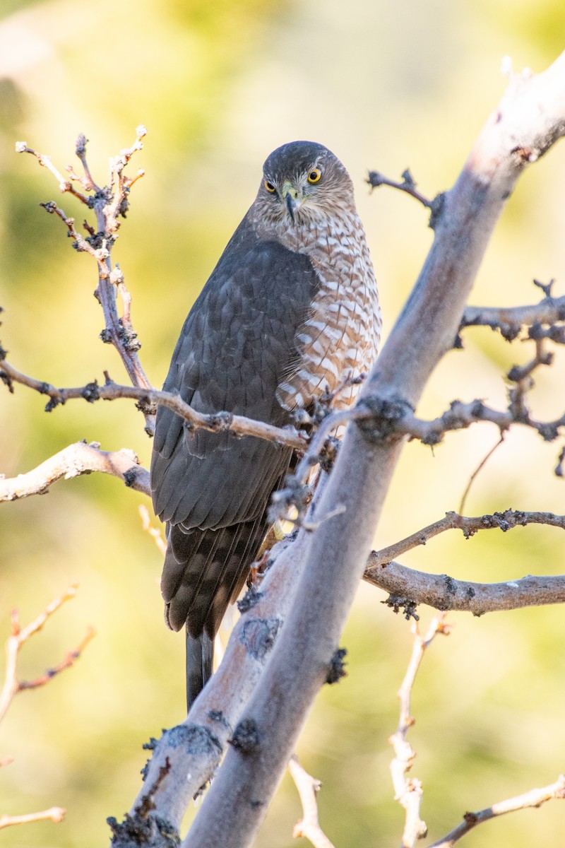 Cooper's Hawk - ML646737905