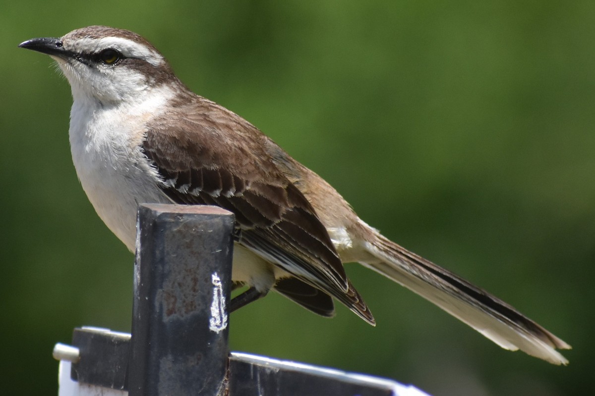 Camposspottdrossel - ML646737907