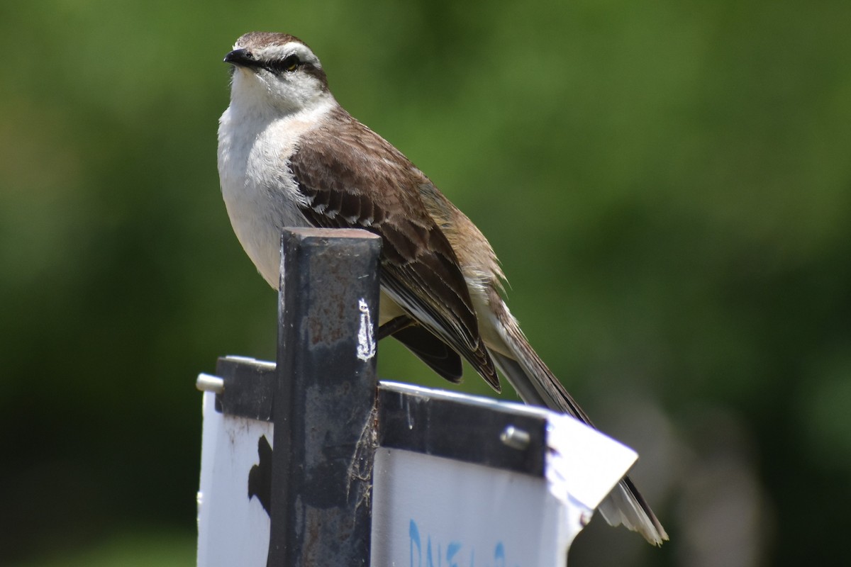 Camposspottdrossel - ML646737908