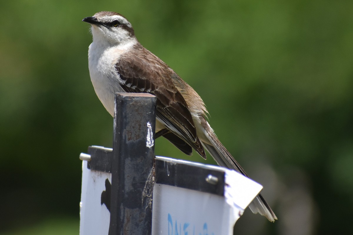 Camposspottdrossel - ML646737909