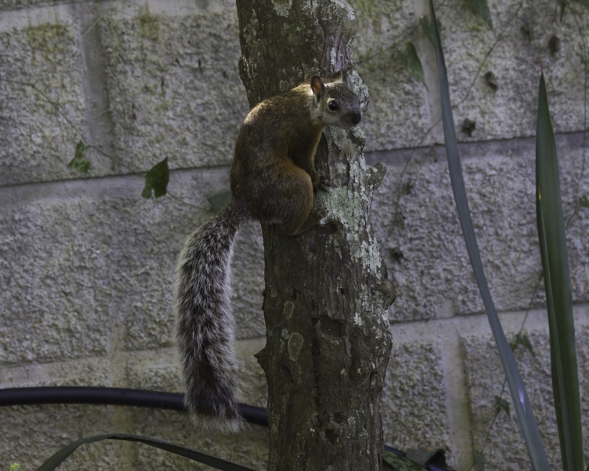 Variegated Squirrel - ML646737910