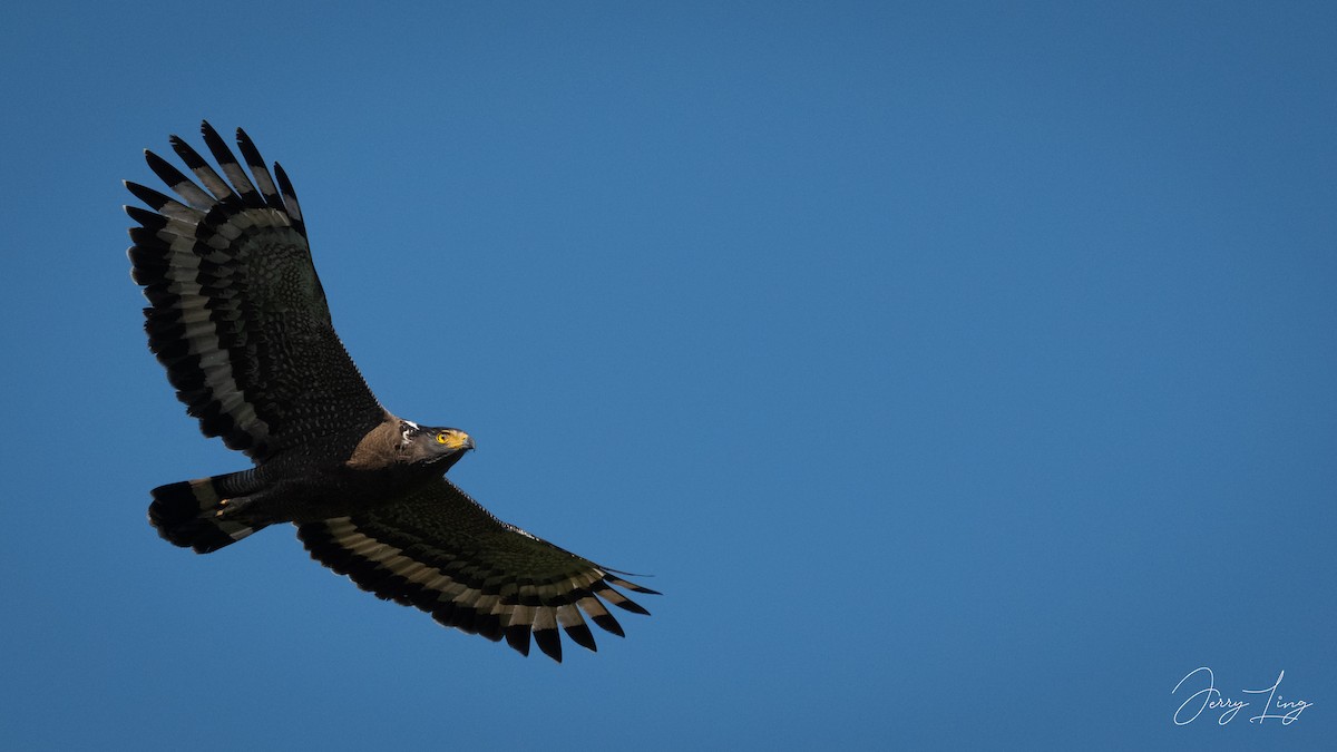 Crested Serpent-Eagle - ML646737913