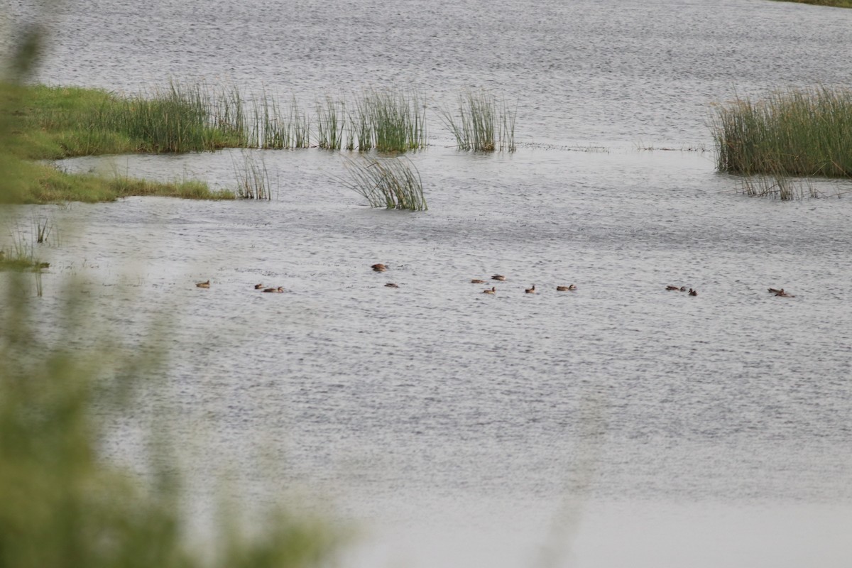 Шилохвіст червонодзьобий - ML646737914