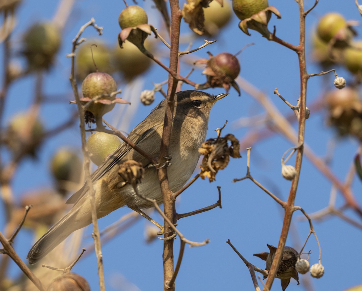 Dusky Warbler - ML646737915