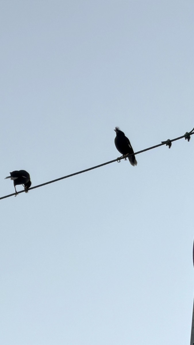 オオハッカ - ML646737916