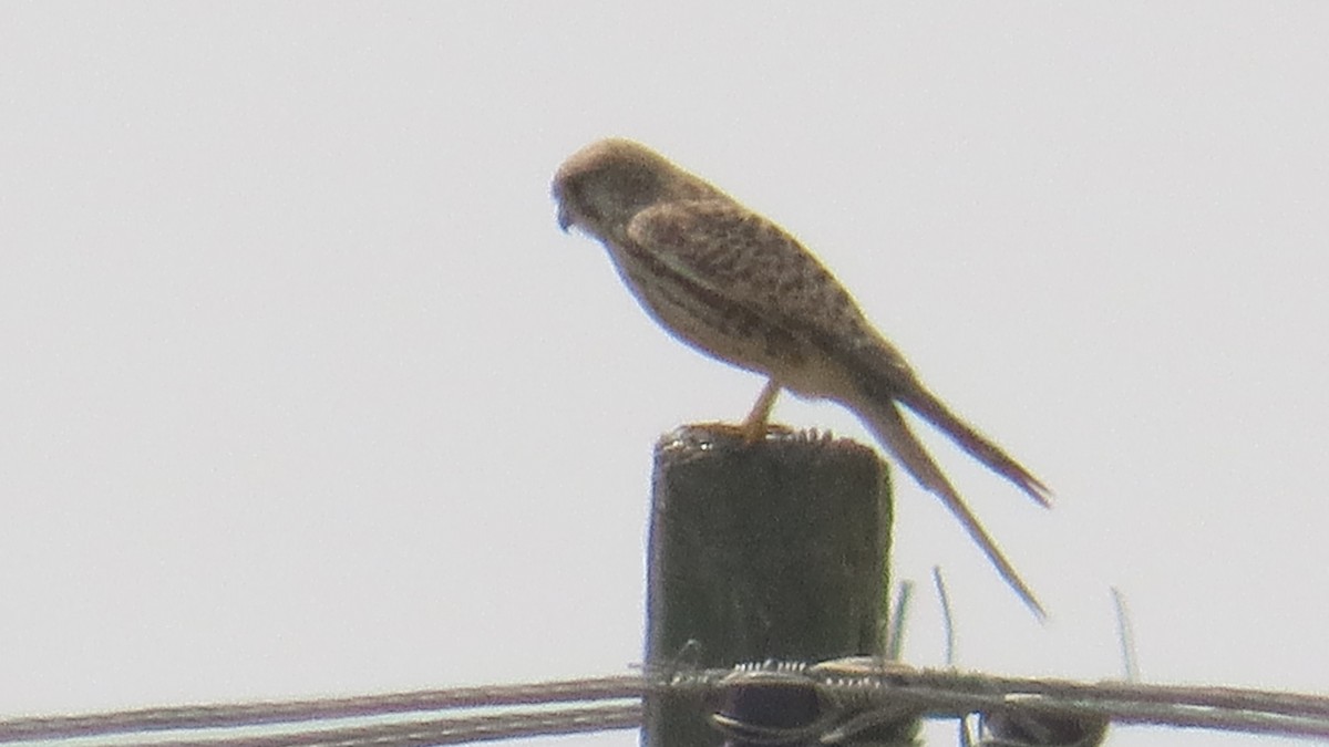 Начин шонхор - ML646737917