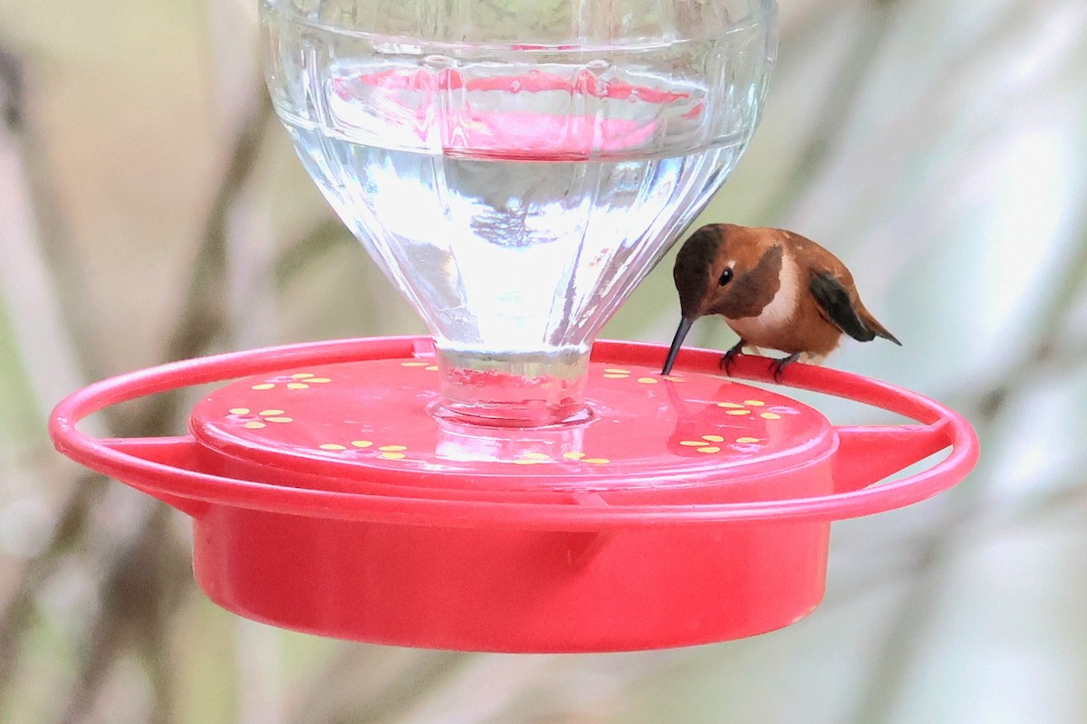 Rufous Hummingbird - ML646737920