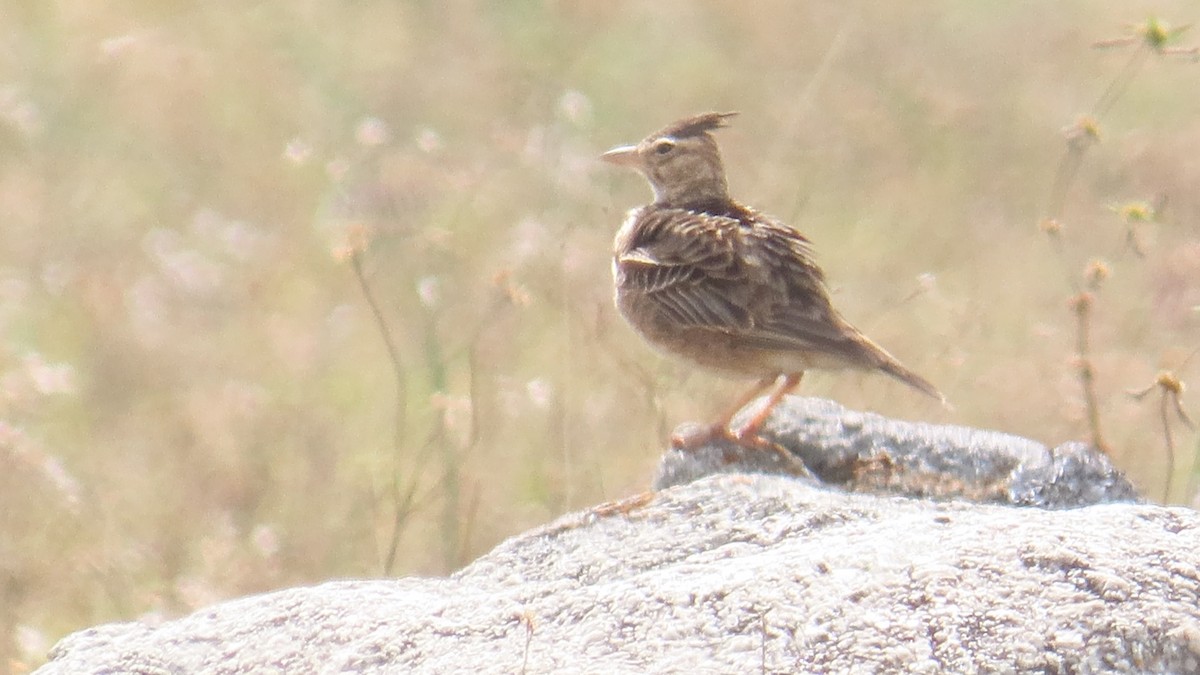 Malabar Lark - ML646737923