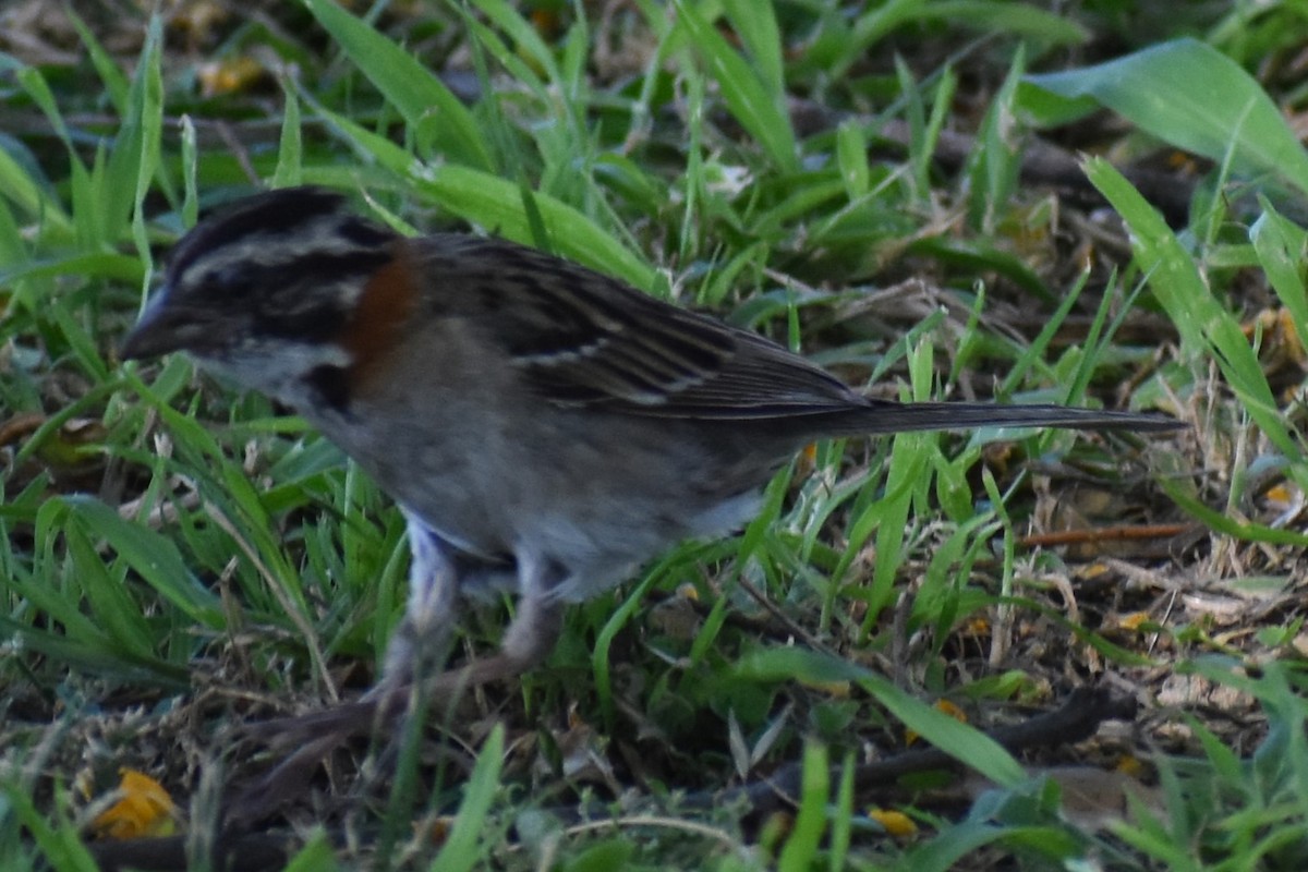 Morgenammer - ML646737924