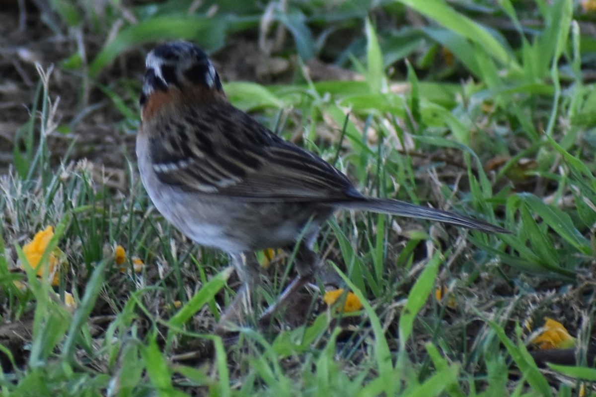 Morgenammer - ML646737925