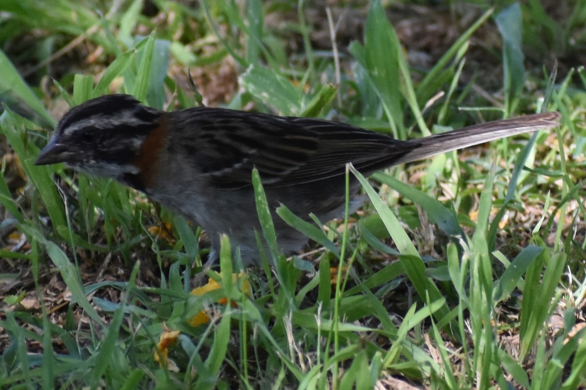 Morgenammer - ML646737926