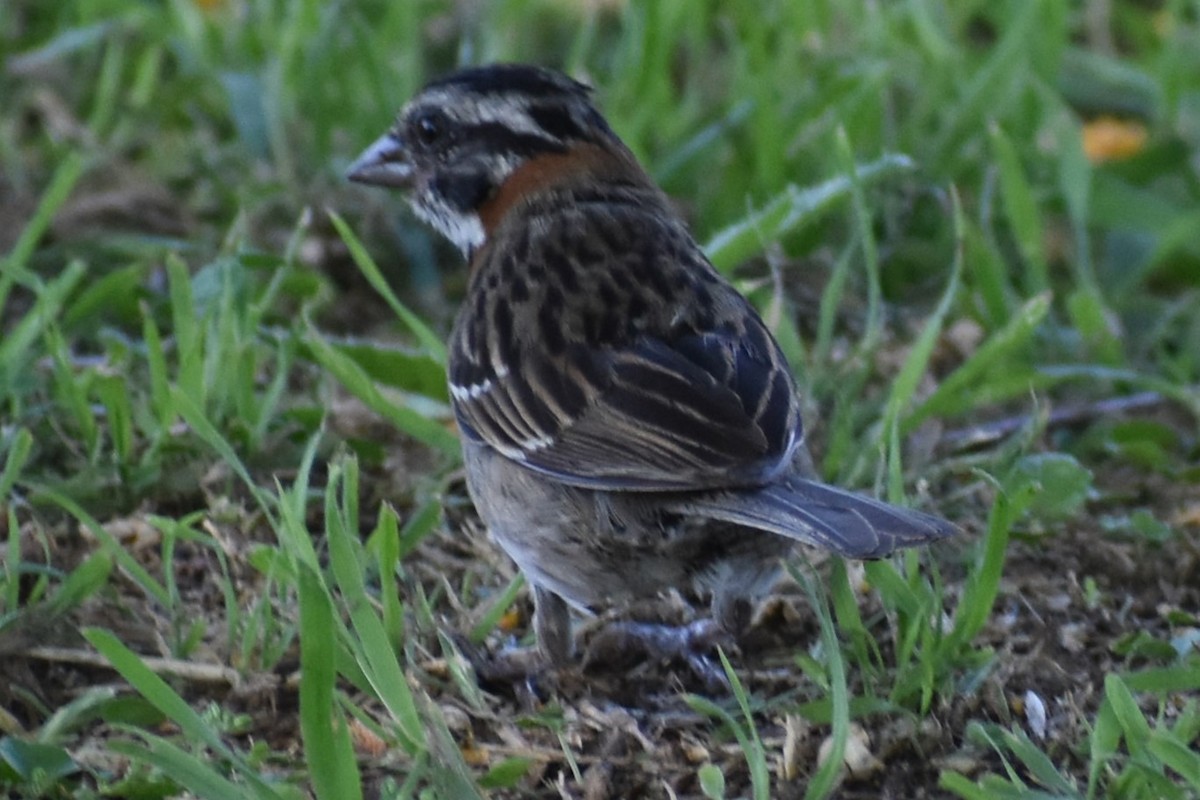 Morgenammer - ML646737927