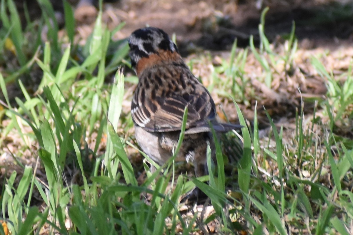 Morgenammer - ML646737928