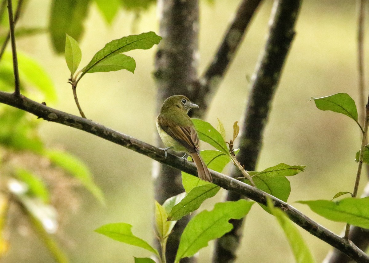 Fulvous-breasted Flatbill - ML646737929