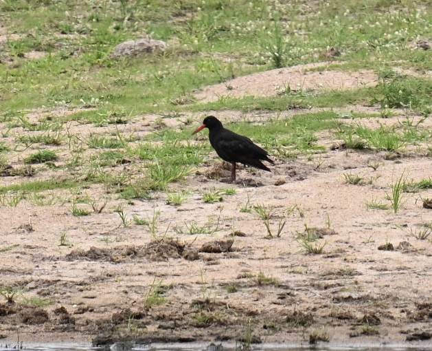 African Oystercatcher - ML646737934