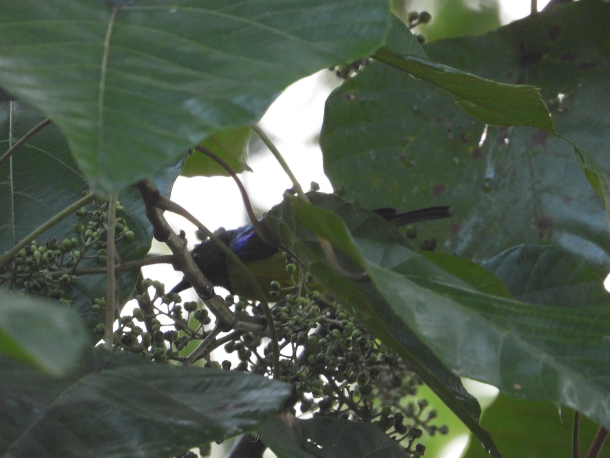 Саїманга жовточерева - ML646737936