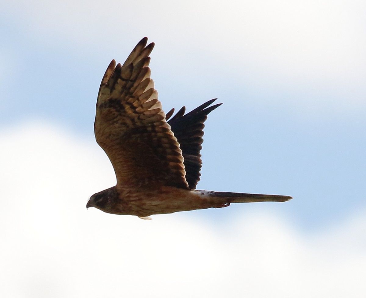 Pallid Harrier - ML646737938
