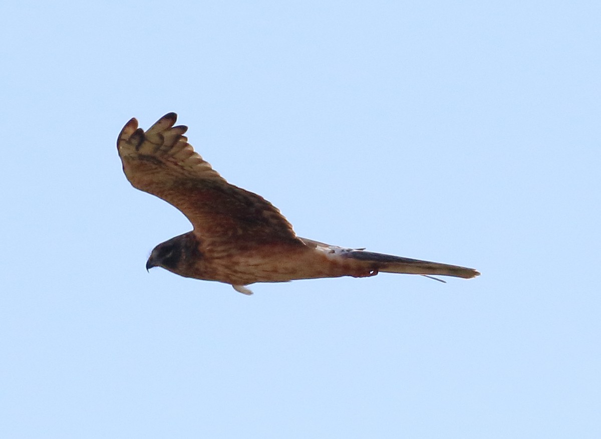 Pallid Harrier - ML646737939