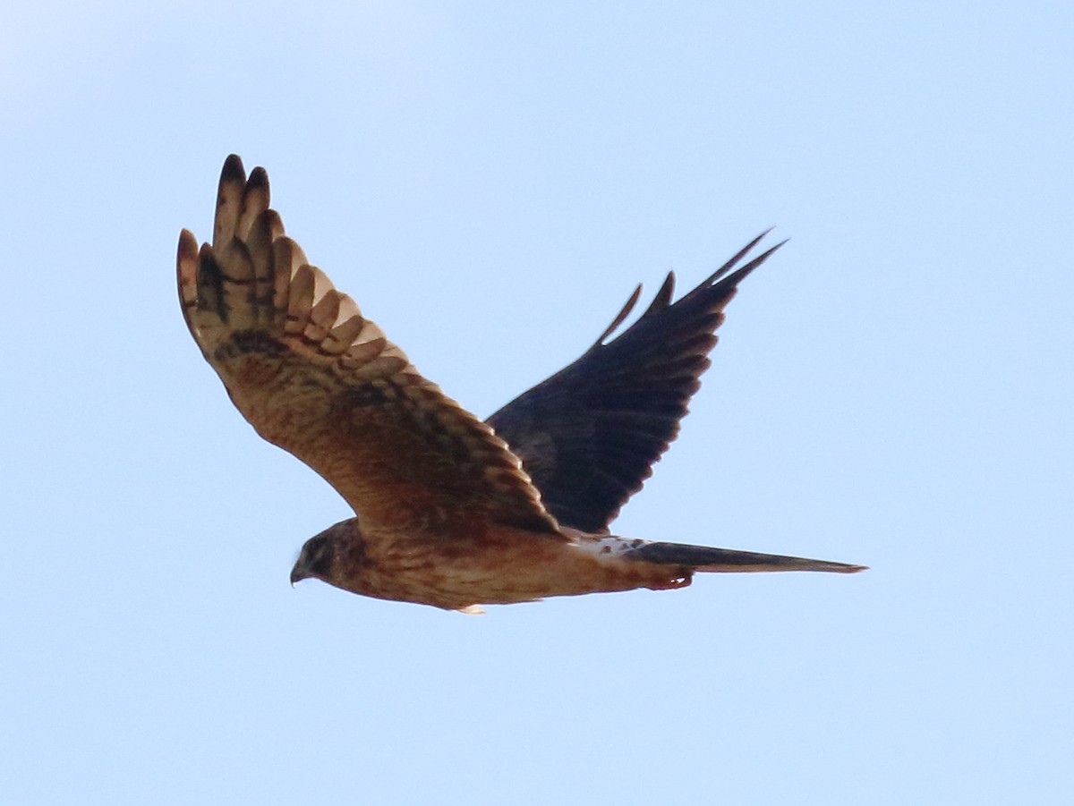 Pallid Harrier - ML646737940