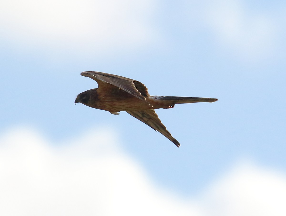 Pallid Harrier - ML646737941
