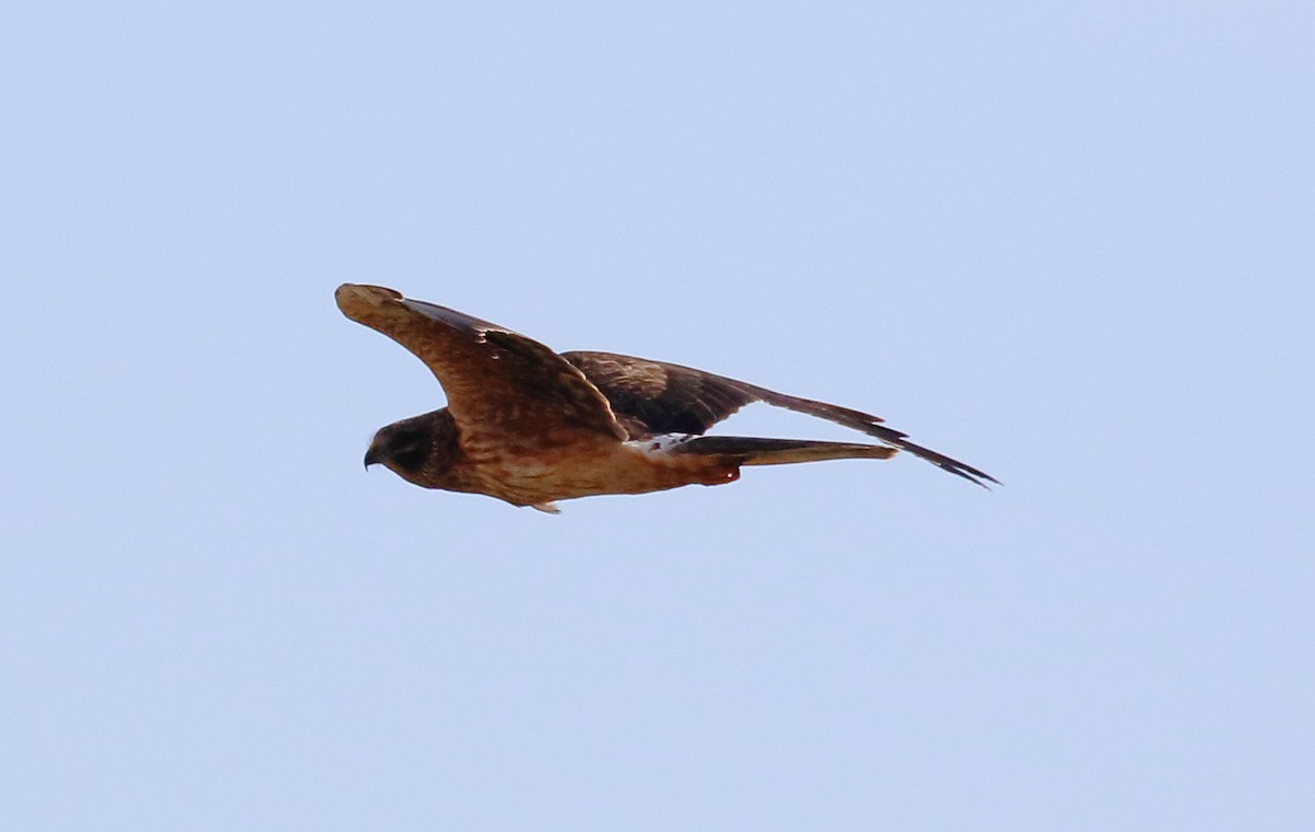 Pallid Harrier - ML646737942