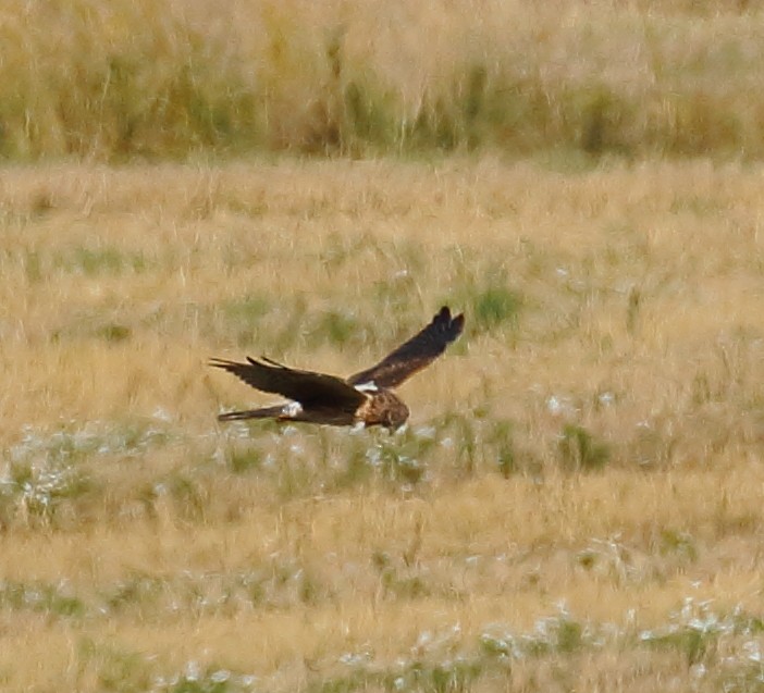 Pallid Harrier - ML646737943