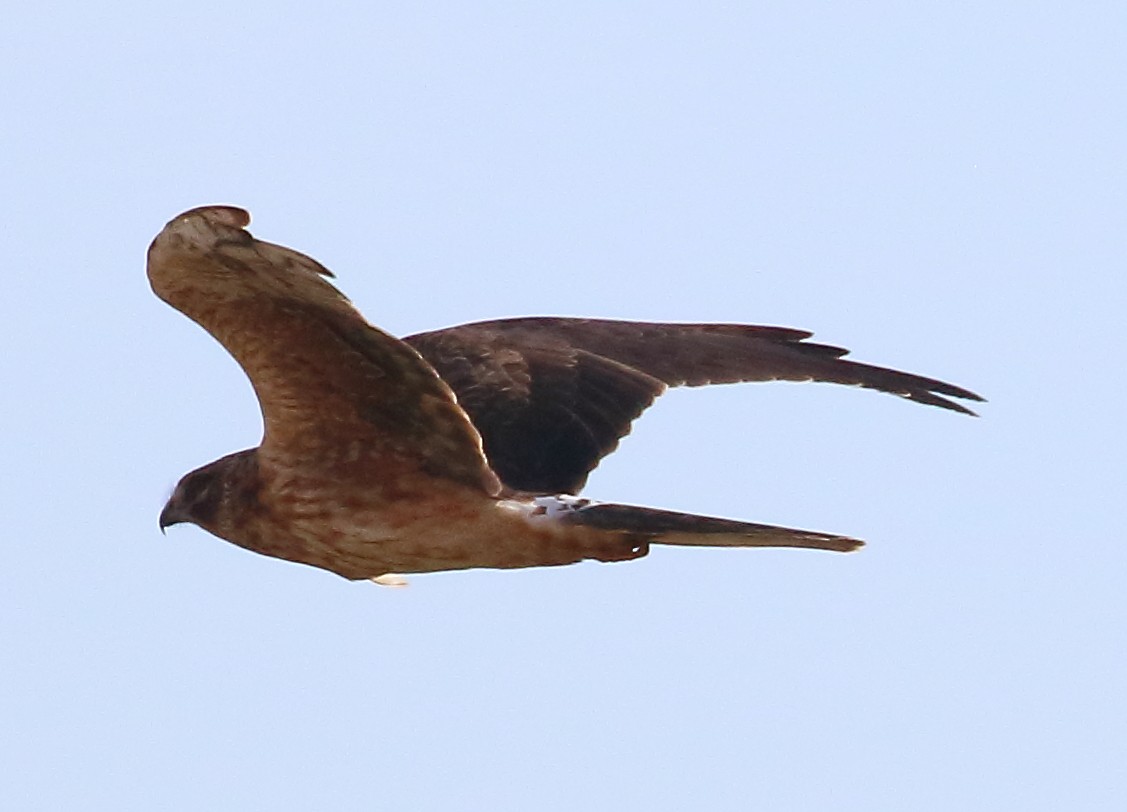 Pallid Harrier - ML646737944