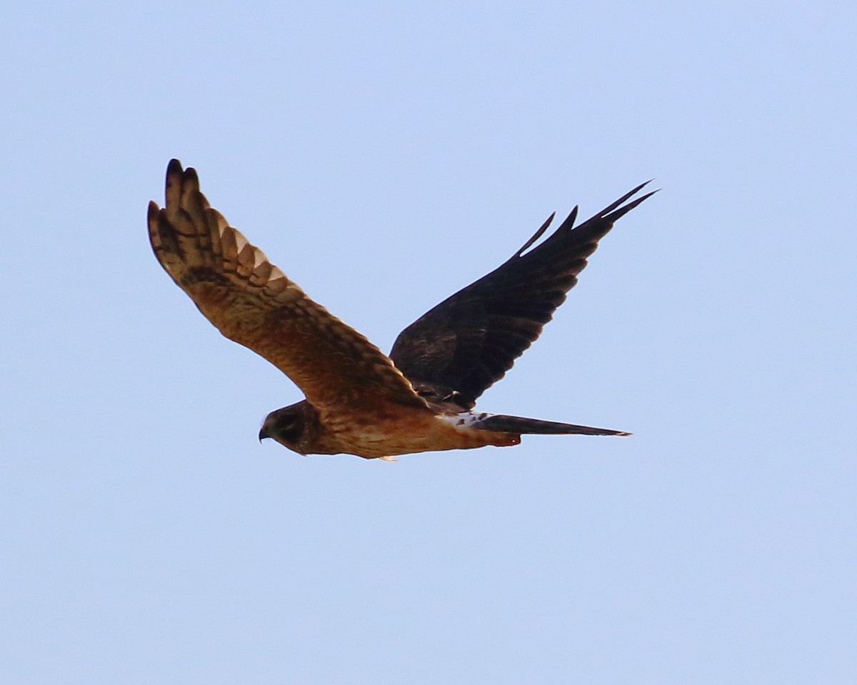 Pallid Harrier - ML646737945