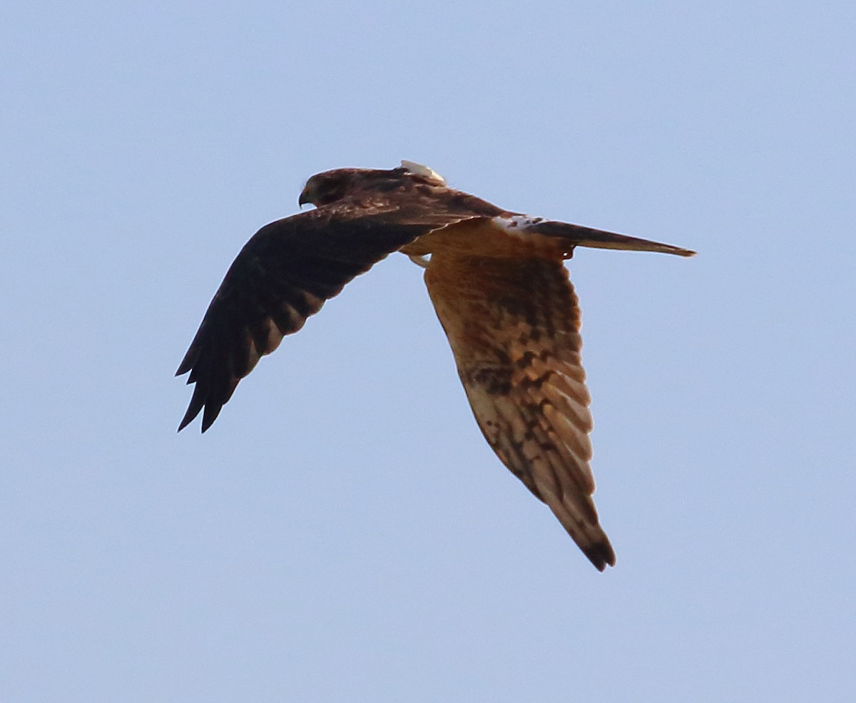 Pallid Harrier - ML646737946