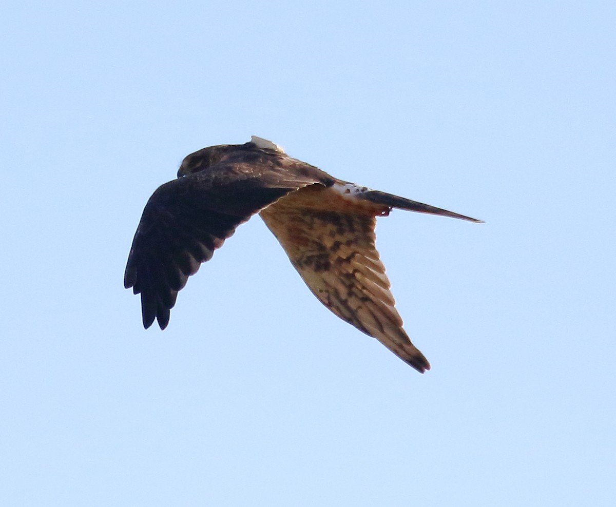 Pallid Harrier - ML646737947