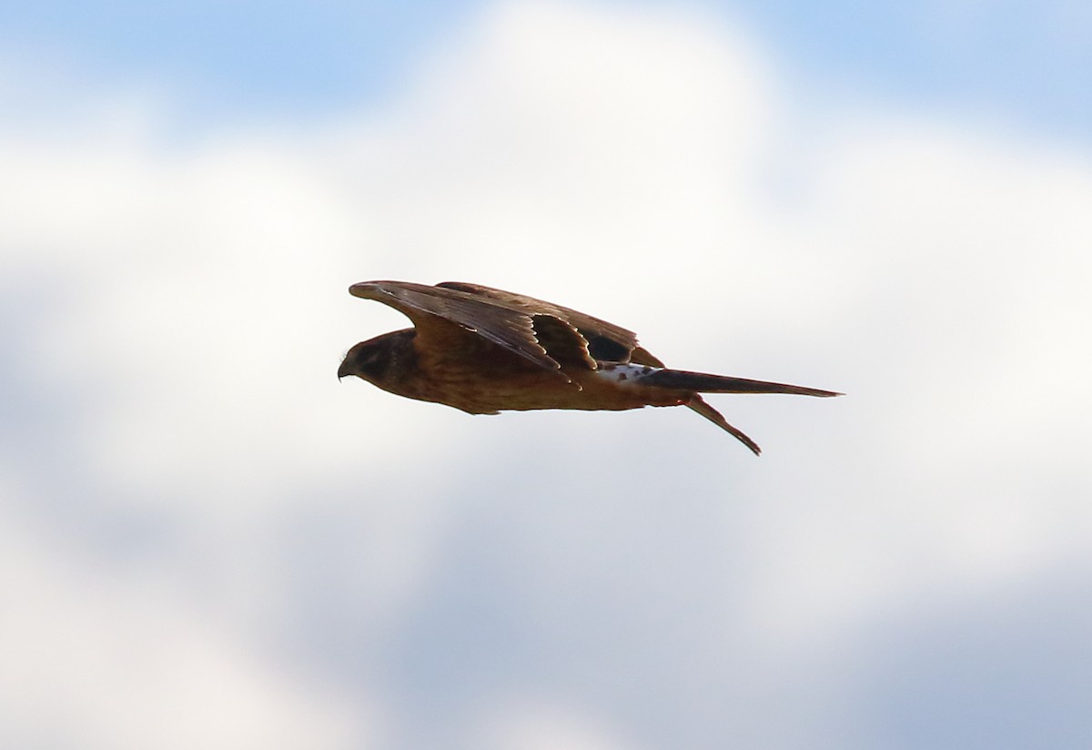 Pallid Harrier - ML646737948