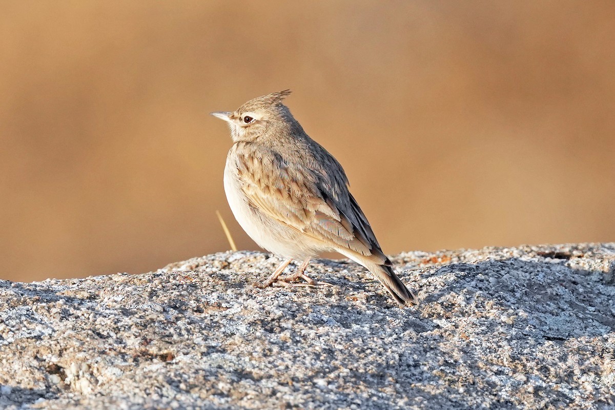 Crested Lark (Crested) - ML646737949