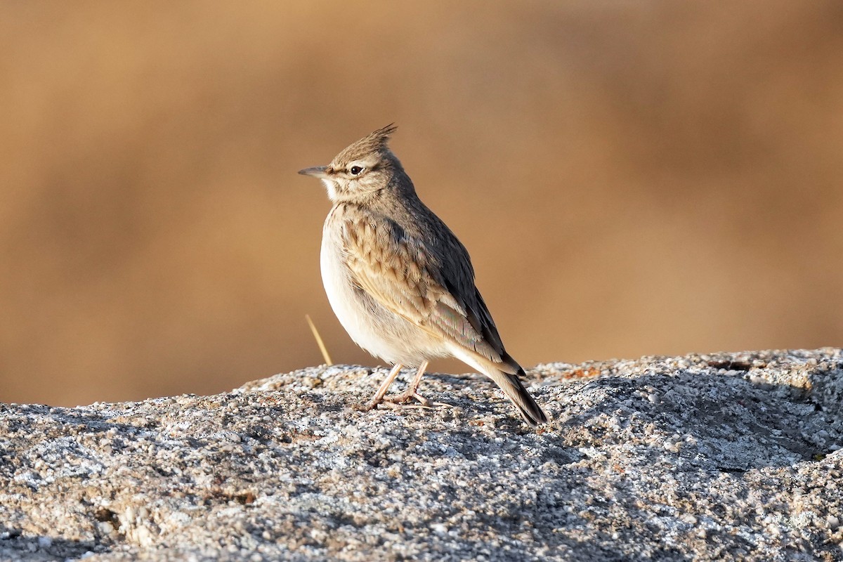 Crested Lark (Crested) - ML646737950