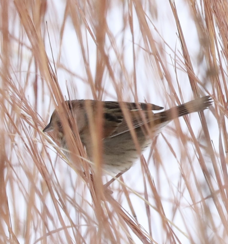 Болотная зонотрихия - ML646737951
