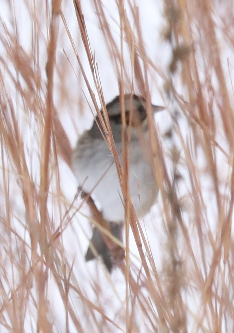 Болотная зонотрихия - ML646737952