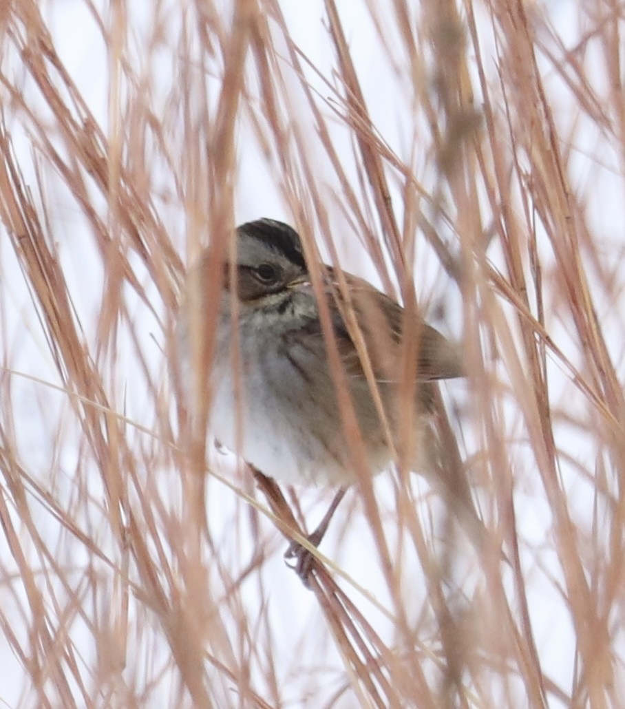 Болотная зонотрихия - ML646737953