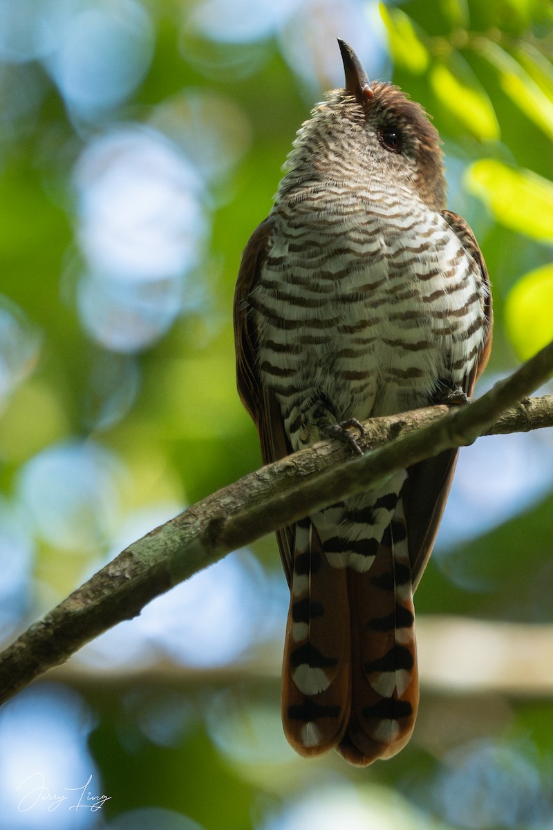 Violet Cuckoo - ML646737956