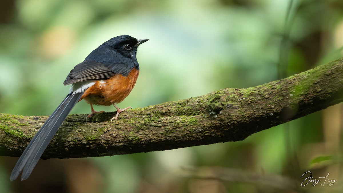 White-rumped Shama - ML646737959