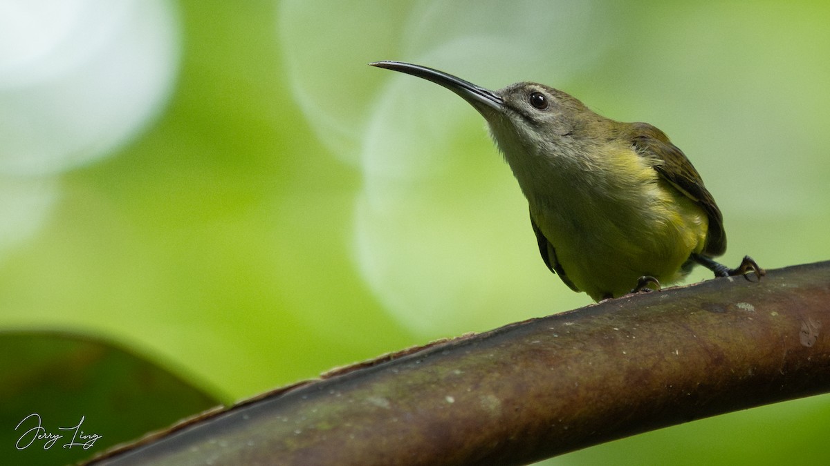 Little Spiderhunter - ML646737960