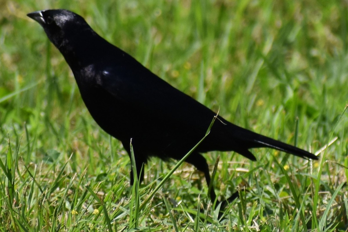 Seidenkuhstärling - ML646737961