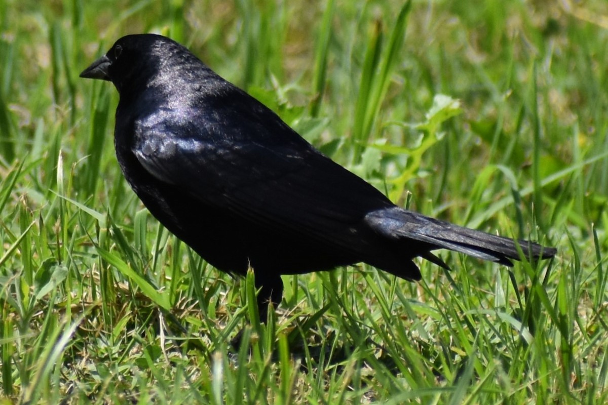 Seidenkuhstärling - ML646737962