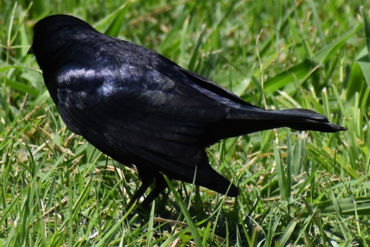 Seidenkuhstärling - ML646737963