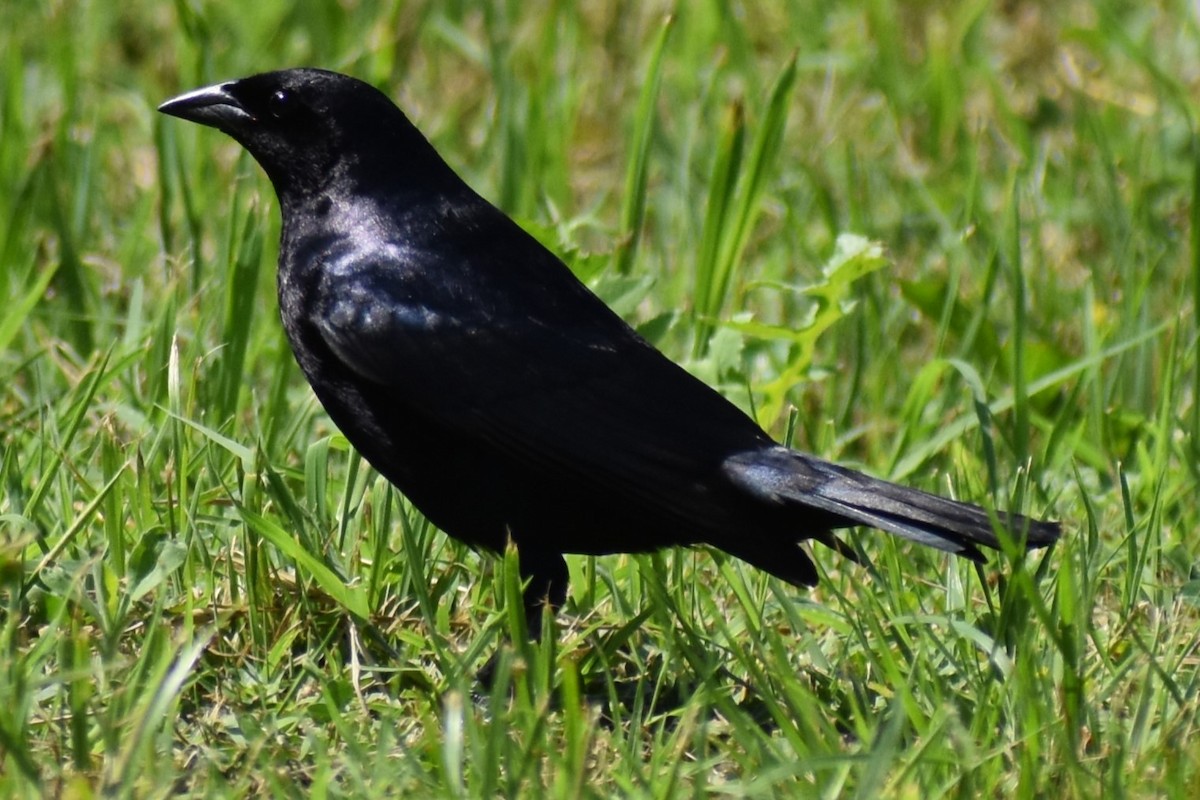 Seidenkuhstärling - ML646737964