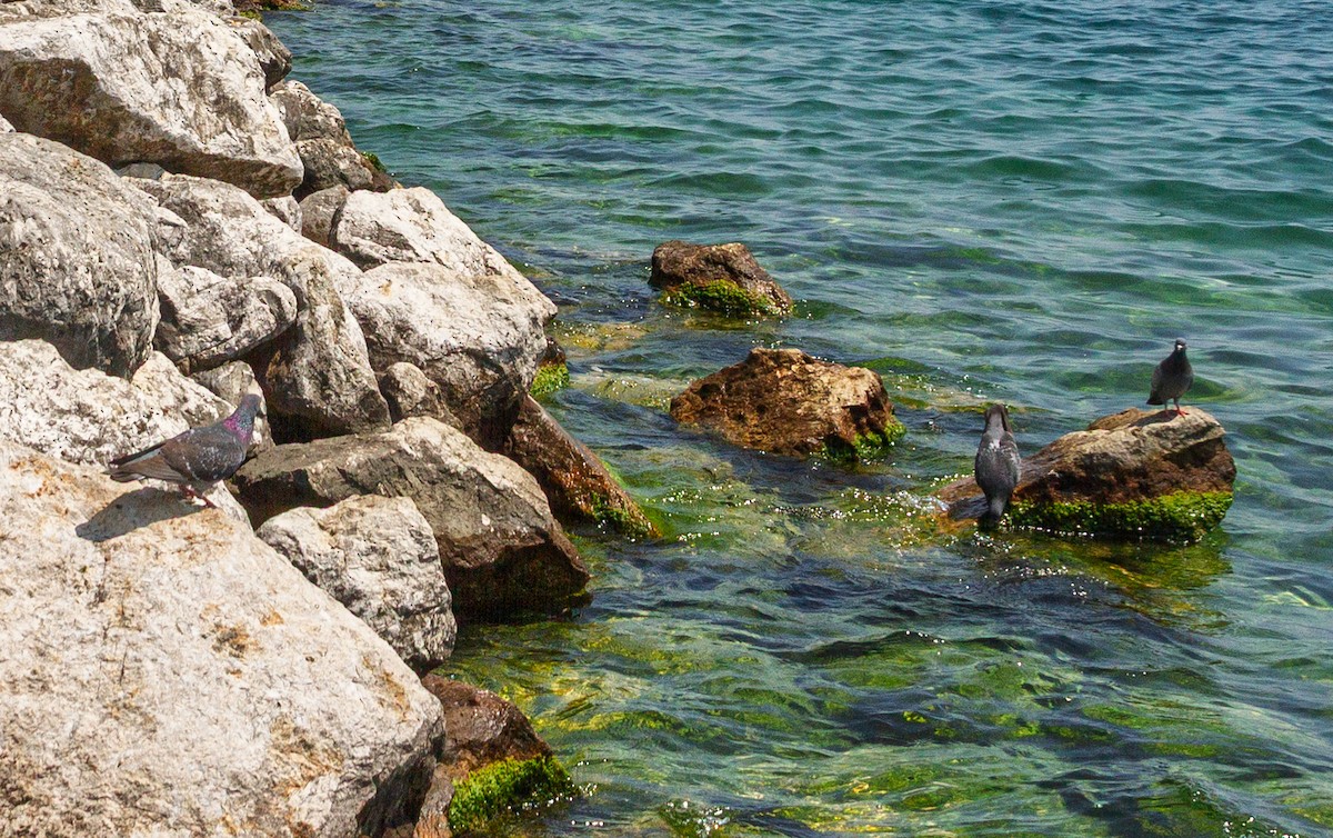 Rock Pigeon (Feral Pigeon) - ML646737965