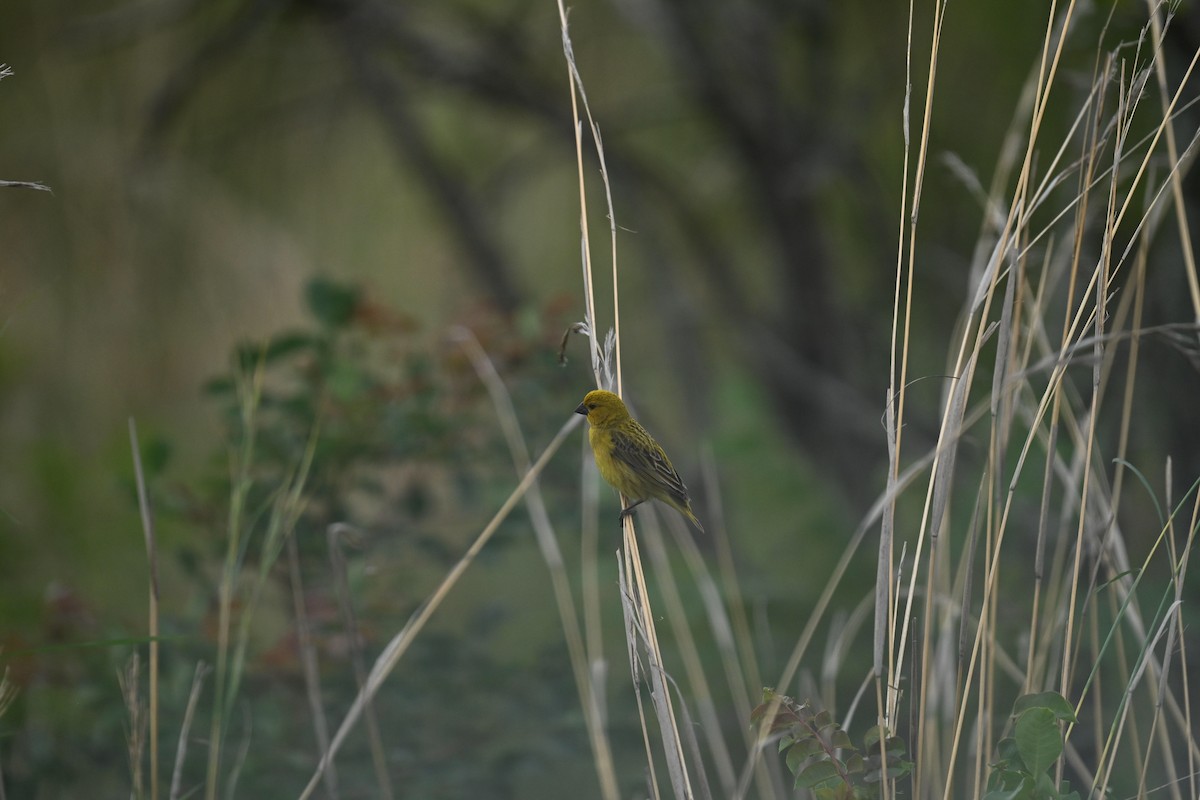 Parasitic Weaver - ML646737969